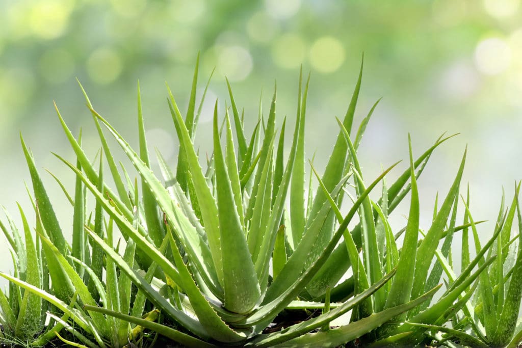 aloe vera Benefits-of-Herbal-Aloe-Vera-Muscle-Media